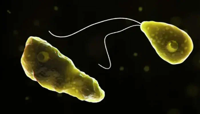 Naegleria