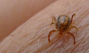 Congo virus